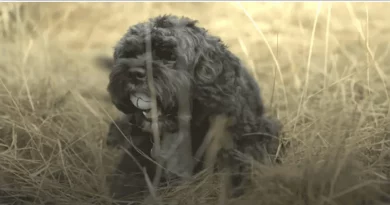 Un Encantador Perro Recorriendo un Campo de Golf ha Recolectado 6,000 Pelotas Perdidas que han Sido Donadas a Obras de Caridad