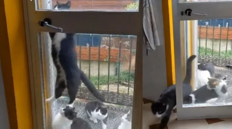 El Astuto Gato que se Cuelga de la Manija para Abrir la Puerta para Todos sus Amigos