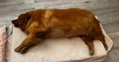 Estudiante de Veterinaria Lleva a un Golden Retriever Descuidado en un Viaje para Perder Peso, Miles Acuden a Instagram para Ver