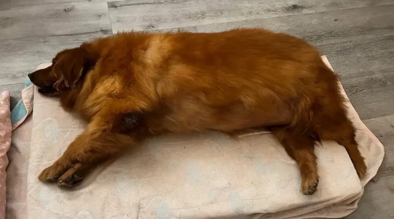 Estudiante de Veterinaria Lleva a un Golden Retriever Descuidado en un Viaje para Perder Peso, Miles Acuden a Instagram para Ver