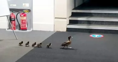 Adorable video muestra a una familia de patos siendo ‘escoltada’ fuera de la biblioteca después de que entraron desde la calle