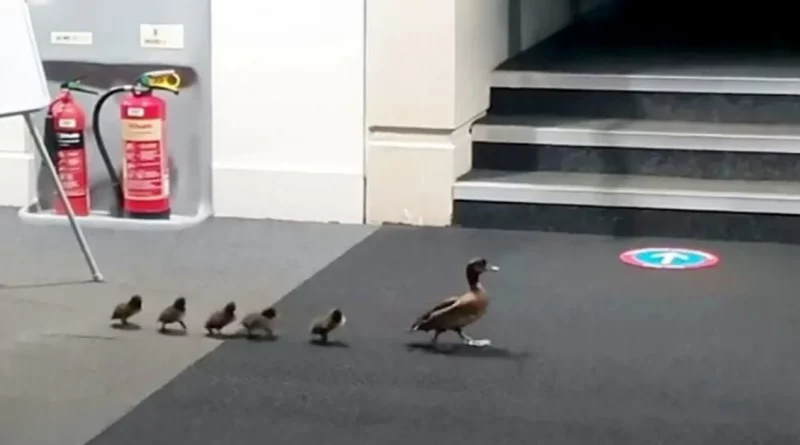 Adorable video muestra a una familia de patos siendo ‘escoltada’ fuera de la biblioteca después de que entraron desde la calle