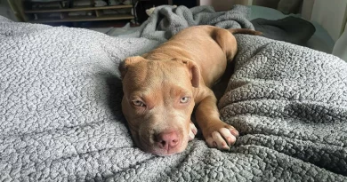 Pit Bull llena de alegría cuando finalmente tiene amigos con los que jugar después de ser evitada por otros perros