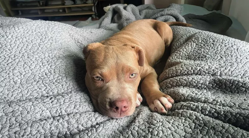 Pit Bull llena de alegría cuando finalmente tiene amigos con los que jugar después de ser evitada por otros perros