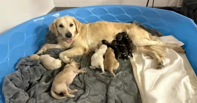 Este Golden Retriever está Cuidando de 3 Cachorros de Perros Pintados Africanos en el Zoo de Indiana Después de que su Madre los Abandonara