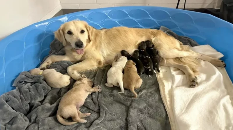 Este Golden Retriever está Cuidando de 3 Cachorros de Perros Pintados Africanos en el Zoo de Indiana Después de que su Madre los Abandonara