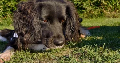 Este Perro de Nariz Sobresaliente Puede Ayudar a Salvar la Especie en Peligro de Extinción de los Tritones Crestados