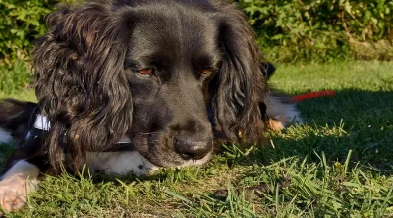 Este Perro de Nariz Sobresaliente Puede Ayudar a Salvar la Especie en Peligro de Extinción de los Tritones Crestados