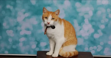 El Gato que se Cuela en el Colegio se Toma su Foto de Clase – Y el Paquete de Retratos se Envía a Casa a Mamá