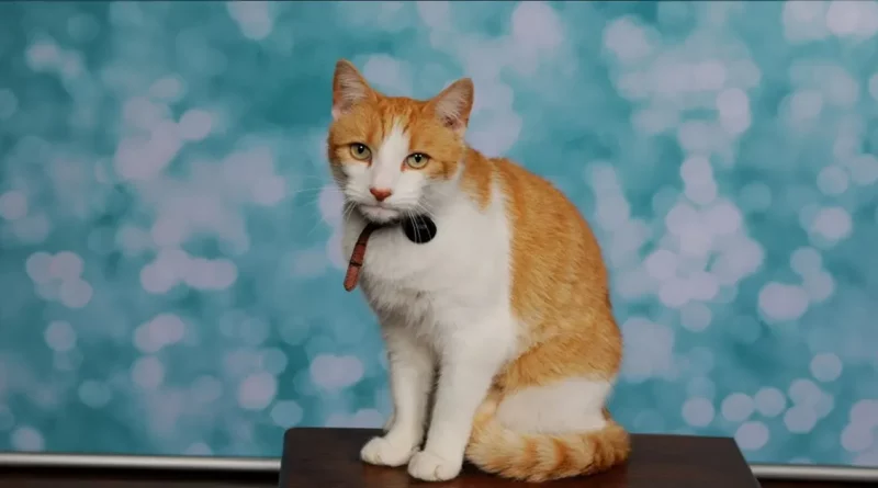 El Gato que se Cuela en el Colegio se Toma su Foto de Clase – Y el Paquete de Retratos se Envía a Casa a Mamá