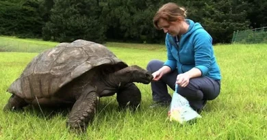 ¡Jonathan, la tortuga nombrada el animal terrestre vivo más antiguo del mundo: 190 años y aún comiendo y apareándose!