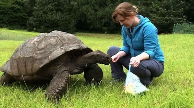 ¡Jonathan, la tortuga nombrada el animal terrestre vivo más antiguo del mundo: 190 años y aún comiendo y apareándose!