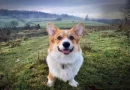 Dueña de perro sorprendida al descubrir que su mascota es hermano de uno de los corgis de la Reina