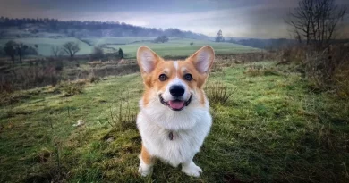 Dueña de perro sorprendida al descubrir que su mascota es hermano de uno de los corgis de la Reina