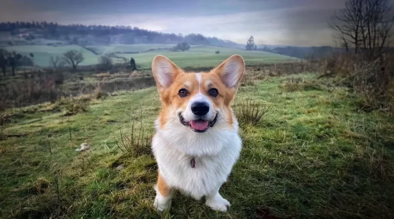 Dueña de perro sorprendida al descubrir que su mascota es hermano de uno de los corgis de la Reina