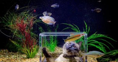 El Gato Afortunado Tiene Su Propio ‘Mini SeaWorld’ Después de que su Dueño Gasta ,400 Transformando el Acuario en un Espectáculo Subacuático