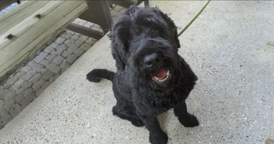 Barney, el perro, aliviado después de que los rescatistas le afeitaran 7,8 kg de pelo enmarañado