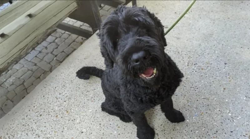 Barney, el perro, aliviado después de que los rescatistas le afeitaran 7,8 kg de pelo enmarañado