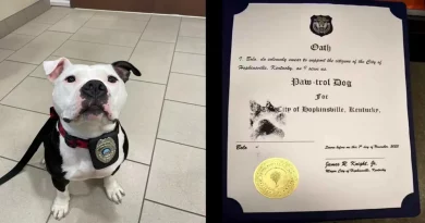 Pit Bull es Nombrado ‘Oficial de la Paw-trola’ por la Policía Después de Aparecer un Día para Encontrar un Hogar para Siempre