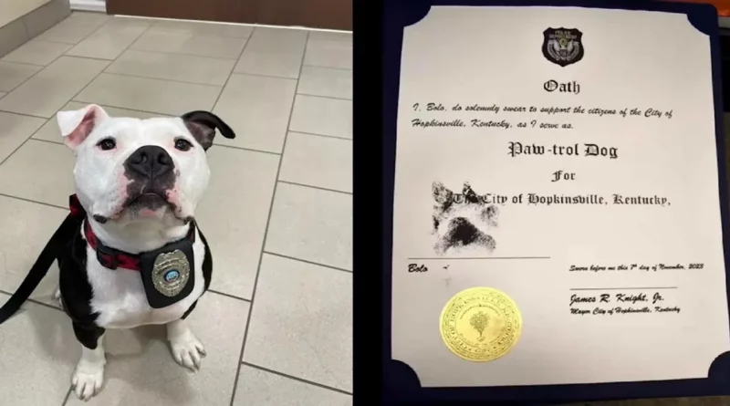 Pit Bull es Nombrado ‘Oficial de la Paw-trola’ por la Policía Después de Aparecer un Día para Encontrar un Hogar para Siempre