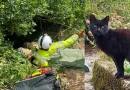 Los Maullidos del Gato Negro Guiaron a los Rescatistas Hasta su Dueña de 83 Años Después de que Ella Cayera en un Barranco