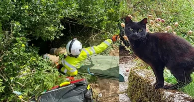 Los Maullidos del Gato Negro Guiaron a los Rescatistas Hasta su Dueña de 83 Años Después de que Ella Cayera en un Barranco