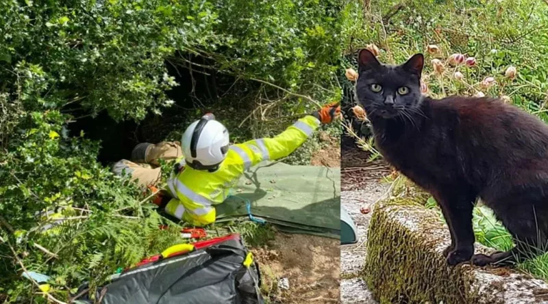 Los Maullidos del Gato Negro Guiaron a los Rescatistas Hasta su Dueña de 83 Años Después de que Ella Cayera en un Barranco