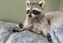 Este mapache rescatado luchó por su vida desde el principio y ahora está prosperando