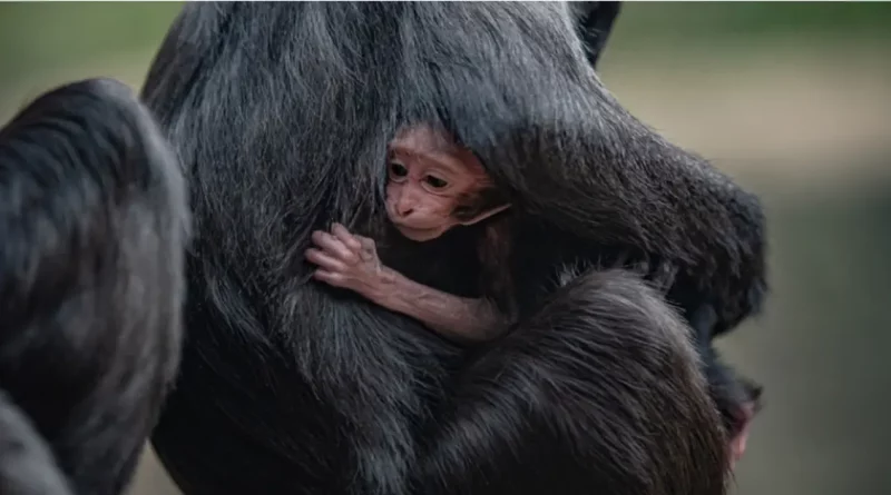 Nacimiento de un Raro Mono de Sulawesi: Se Celebra Uno de los Primates Más Amenazados del Mundo