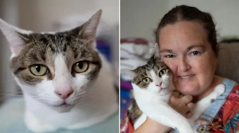 Gato Héroe Salva a su Dueña que Sufría un Ataque al Corazón, Golpeando con sus Patas su Pecho