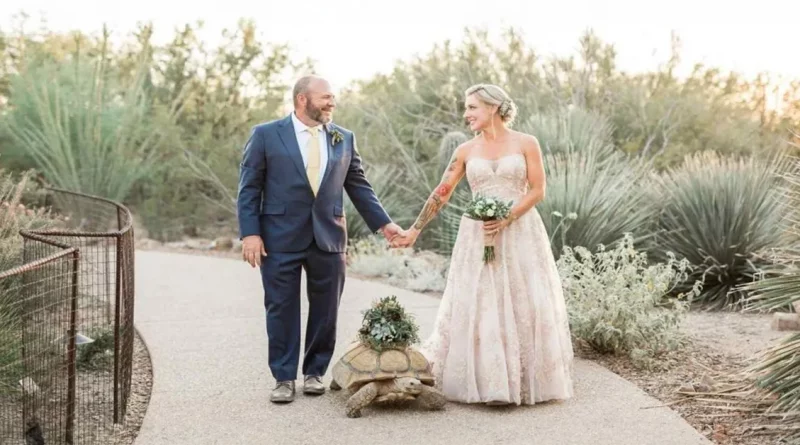 Novia Tiene el ‘Paseo Más Lento por el Pasillo’ Mientras su Mascota Tortuga Portadora de Anillos Roba el Protagonismo en su Gran Día