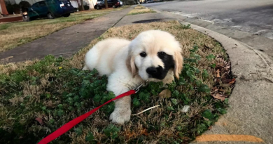 Conoce a Enzo, el único Golden Retriever que nació con una encantadora marca de nacimiento