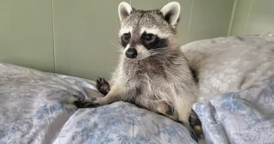 Este mapache rescatado luchó por su vida desde el principio y ahora está prosperando