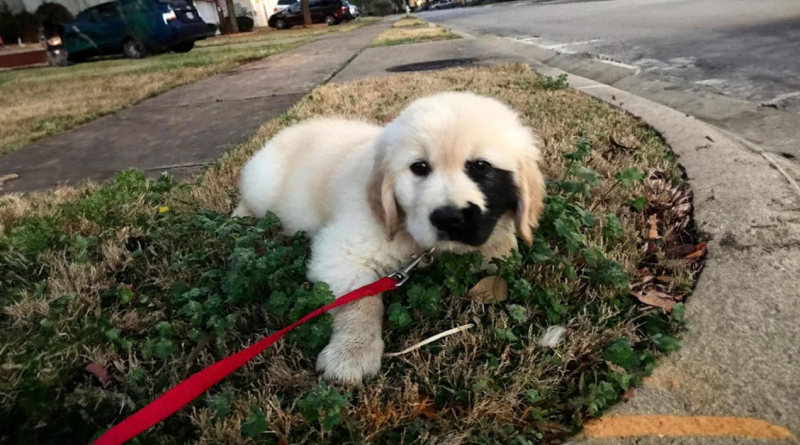 Conoce a Enzo, el único Golden Retriever que nació con una encantadora marca de nacimiento