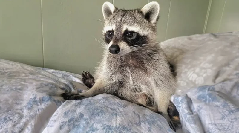 Este mapache rescatado luchó por su vida desde el principio y ahora está prosperando