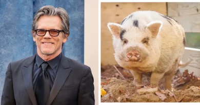 Cerdito llamado Kevin Bacon reunido con sus dueños después de la ayuda del actor Kevin Bacon