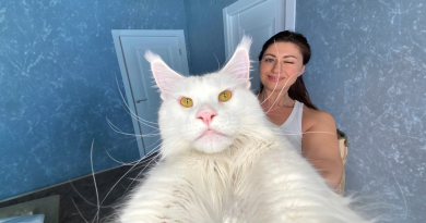 Conoce a Kefir: el gato Maine Coon que pesa más de 12 kg y sigue creciendo