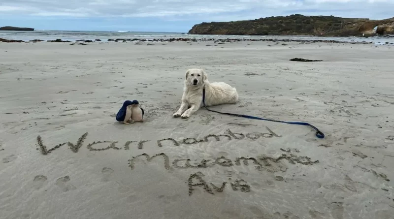 Grandes Perros Blancos Salvan al Pingüino Más Pequeño del Mundo en Australia