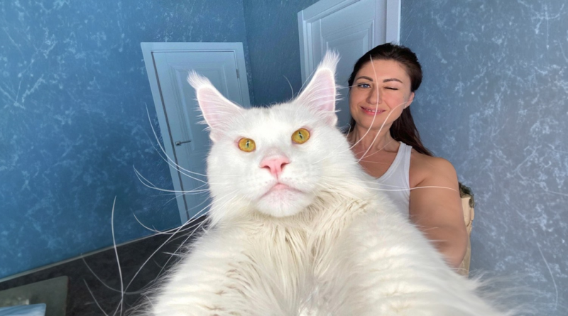 Conoce a Kefir: el gato Maine Coon que pesa más de 12 kg y sigue creciendo