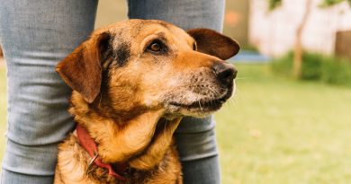 La lealtad que superó los años: la conmovedora historia de Óscar, el perro que encontró la felicidad a pesar de las heridas del pasado.