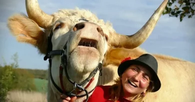 Mira al Toro Decidido que Piensa que es un Caballo de Salto