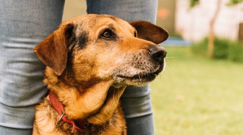 La lealtad que superó los años: la conmovedora historia de Óscar, el perro que encontró la felicidad a pesar de las heridas del pasado.