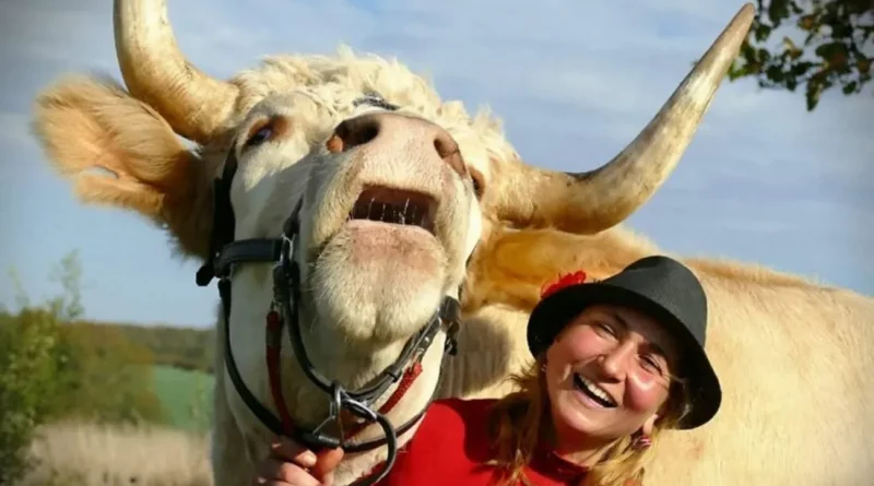 Mira al Toro Decidido que Piensa que es un Caballo de Salto