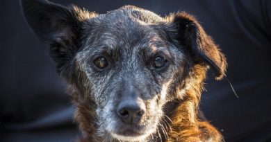 Un perro no conoce la traición, porque su corazón te pertenece para siempre