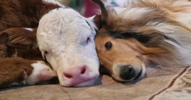 Abrazándose en Temperaturas Congelantes, un Ternero Recién Nacido y un Collie Se Convierten en Adorables Mejores Amigos