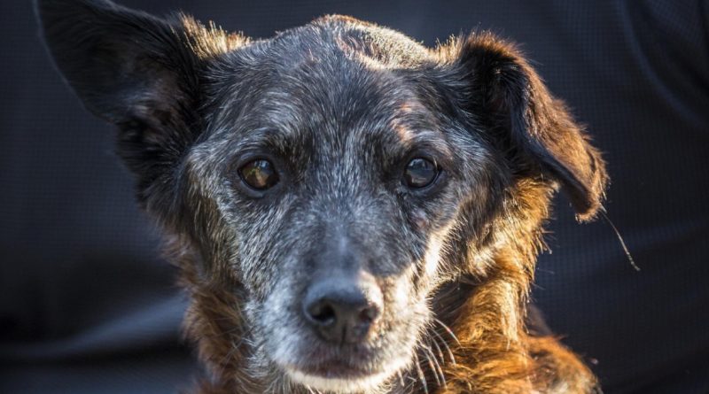 Un perro no conoce la traición, porque su corazón te pertenece para siempre