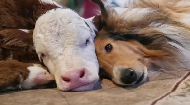 Abrazándose en Temperaturas Congelantes, un Ternero Recién Nacido y un Collie Se Convierten en Adorables Mejores Amigos