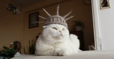 Una pareja japonesa utiliza el pelo que sus gatos mudan para hacer sombreros caprichosos que los felinos adoran usar