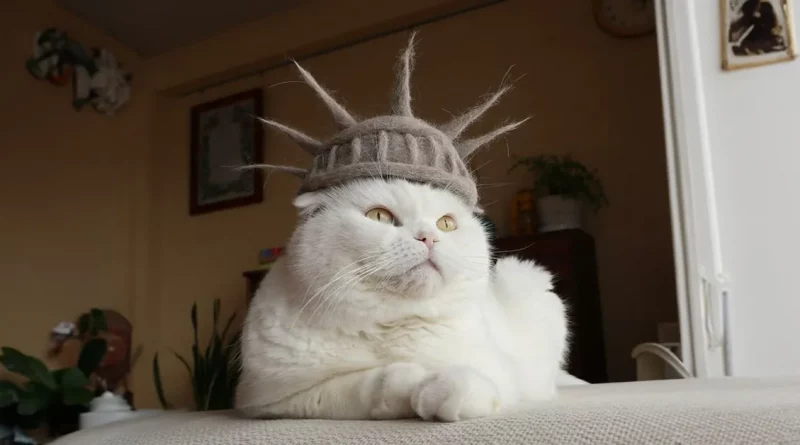 Una pareja japonesa utiliza el pelo que sus gatos mudan para hacer sombreros caprichosos que los felinos adoran usar