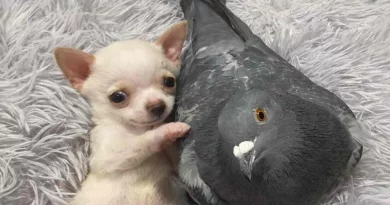 Una Paloma que No Puede Volar Forma un Vínculo Inseparable con un Adorable Chihuahua que No Puede Caminar